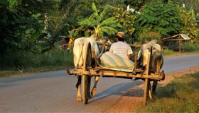 Cows Cart on the road of the rural area of Cambodia